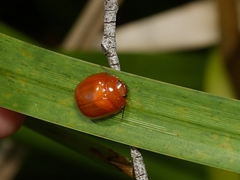Paropsisterna aequalis