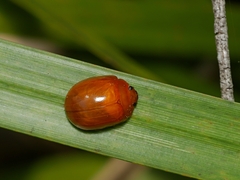 Paropsisterna aequalis