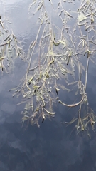 Potamogeton lucens