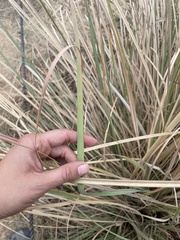 Tripidium bengalense