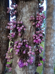 Syzygium acre