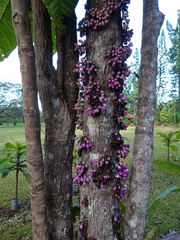 Syzygium acre