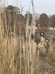 Tripidium bengalense