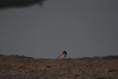 Motacilla maderaspatensis