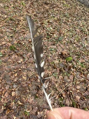 Dendrocopos major