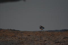 Motacilla maderaspatensis