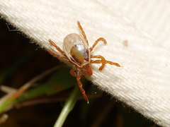 Ixodes cornuatus