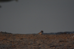 Motacilla maderaspatensis