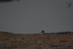 Motacilla maderaspatensis