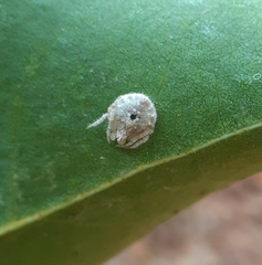 Eriovixia
