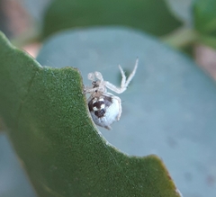 Eriovixia