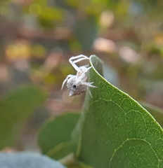 Eriovixia