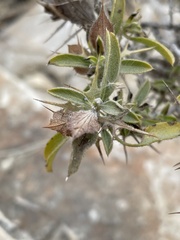 Barleria acanthoides