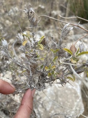 Barleria acanthoides