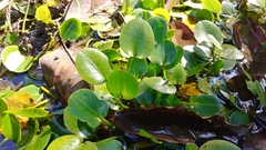 Hydrocleys nymphoides
