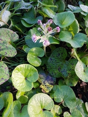 Petasites pyrenaicus