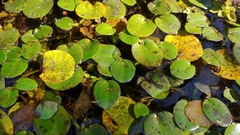 Hydrocleys nymphoides