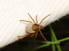 Ixodes cornuatus