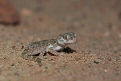 Stenodactylus mauritanicus