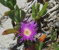 Carpobrotus glaucescens
