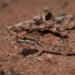 Algerian Sand Gecko - Photo (c) Laurent Barthe, some rights reserved (CC BY-NC), uploaded by Laurent Barthe