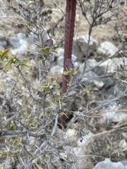 Barleria acanthoides