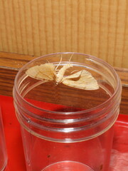 Gandaritis pyraliata