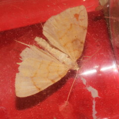 Gandaritis pyraliata