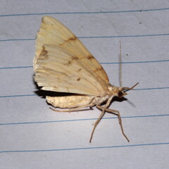 Gandaritis pyraliata