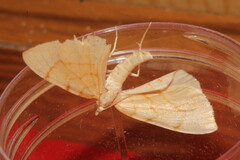 Gandaritis pyraliata