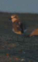 Charadrius mongolus
