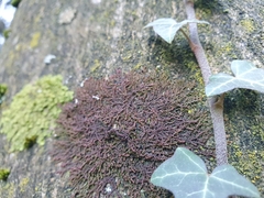 Frullania dilatata