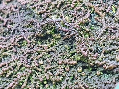 Frullania dilatata