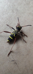 Clytus arietis