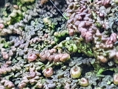 Frullania dilatata
