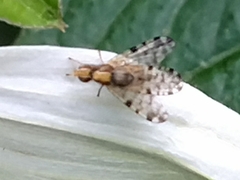 Campiglossa sororcula