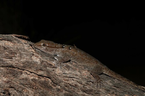 Ringed Wall Gecko
