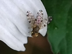 Campiglossa sororcula