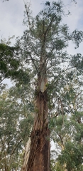 Eucalyptus regnans