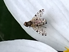 Campiglossa sororcula