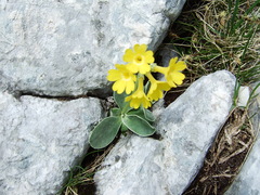 Primula auricula