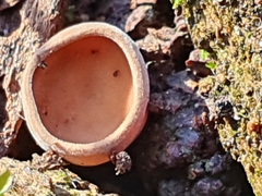 Ciboria