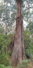 Eucalyptus regnans