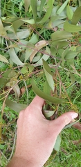 Eucalyptus regnans