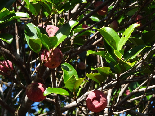 Syzygium neolaurifolium observed 2022-11-06