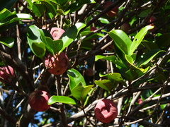 Piliocalyx laurifolius