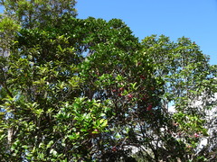 Piliocalyx laurifolius