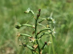 Habenaria humilior
