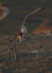 Calidris minuta