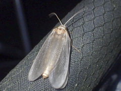 Ithone pallida